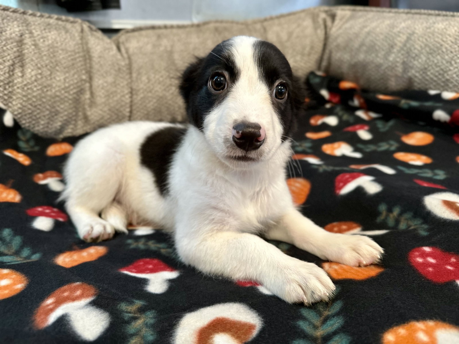 Photo of Jasmine Jul 26 - An Annie Pup
