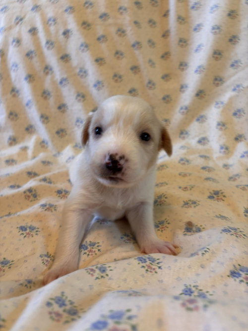 Photo 4 of Chamomile Jul 26 - An Annie Pup