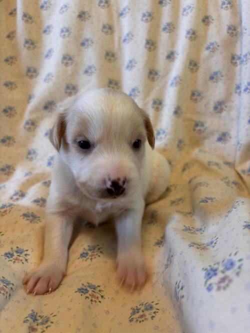 Photo 5 of Chamomile Jul 26 - An Annie Pup
