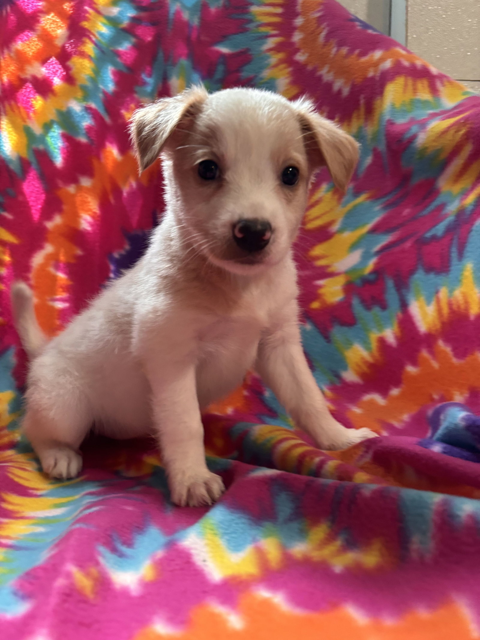 Photo of Chamomile Jul 26 - An Annie Pup