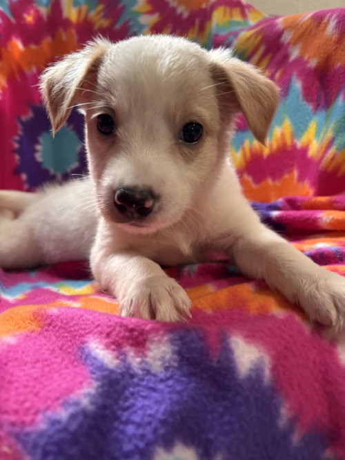 Photo 2 of Chamomile Jul 26 - An Annie Pup