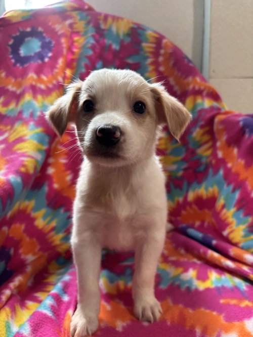 Photo 3 of Chamomile Jul 26 - An Annie Pup