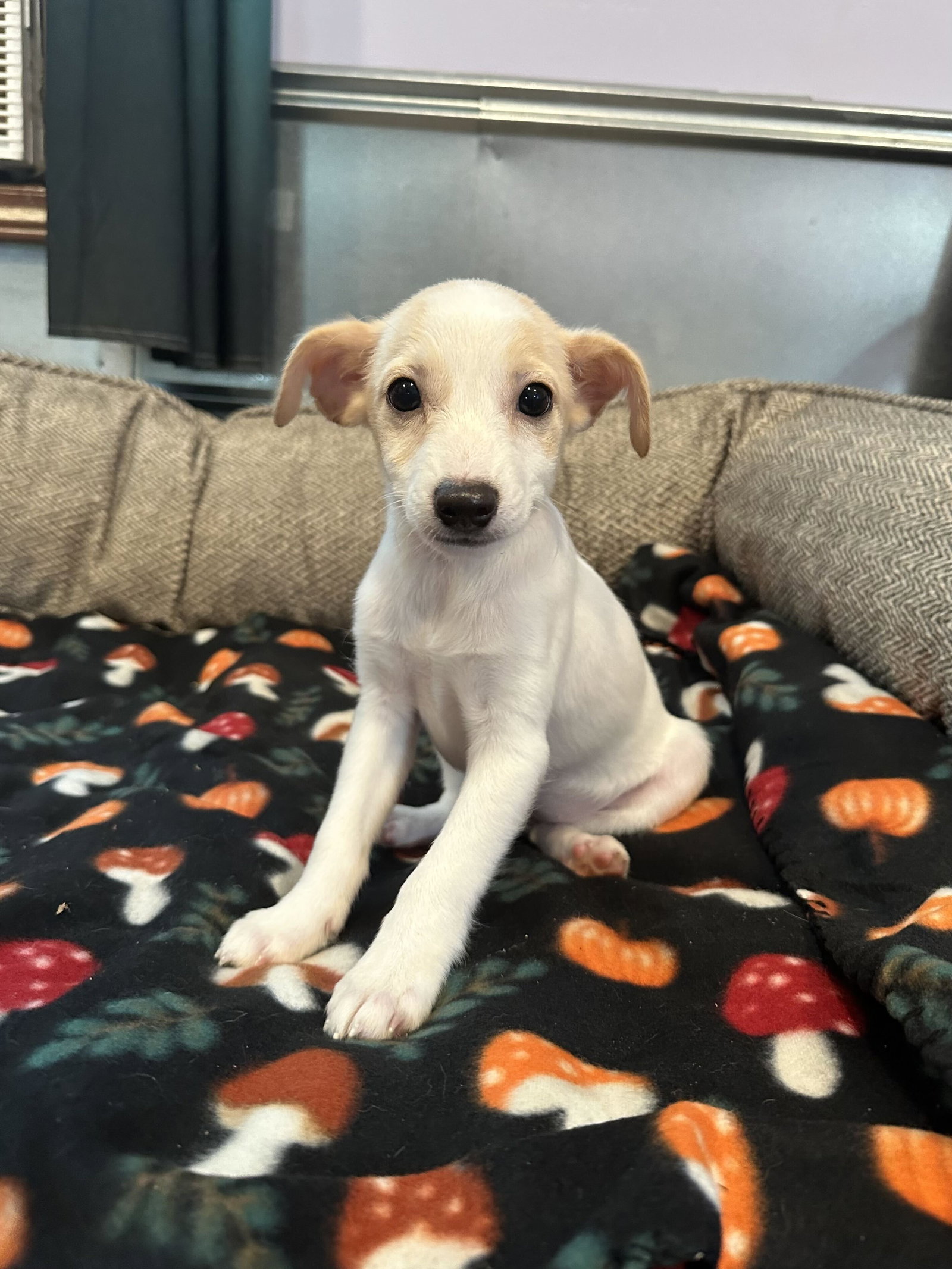 Photo of Chamomile Jul 26 - An Annie Pup