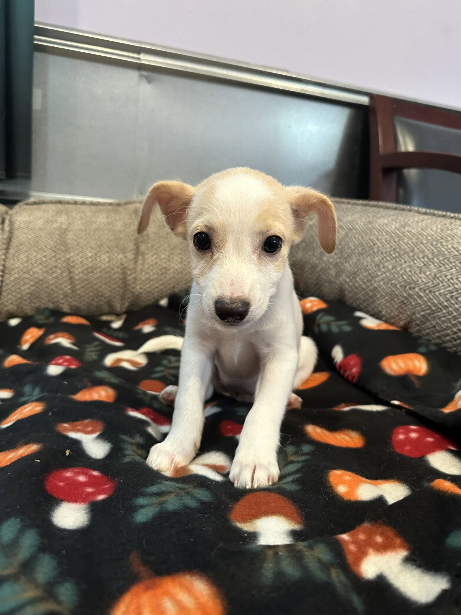 Photo 2 of 7 — Chamomile Jul 26 - An Annie Pup