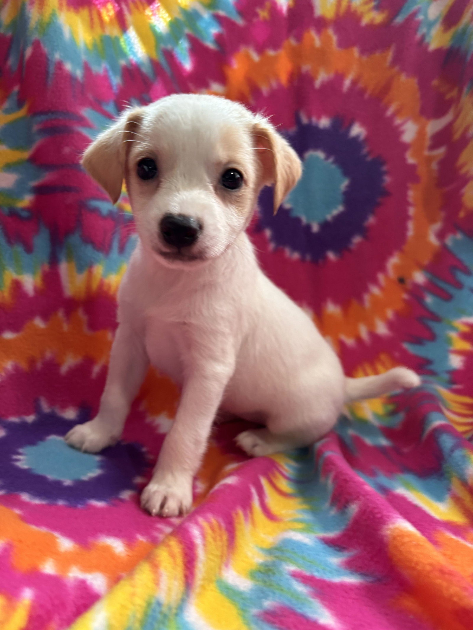 Photo of Hibiscus Jul 26 - An Annie Pup