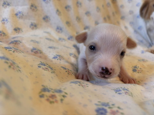 Photo 4 of Dandelion Jul 26 - An Annie Pup