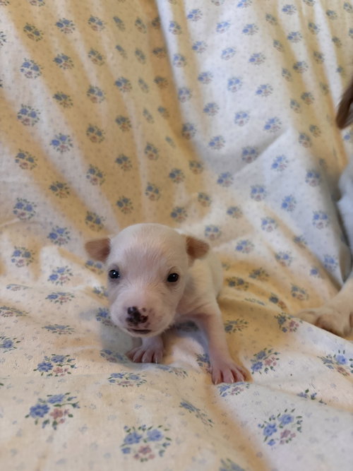 Photo 5 of Dandelion Jul 26 - An Annie Pup