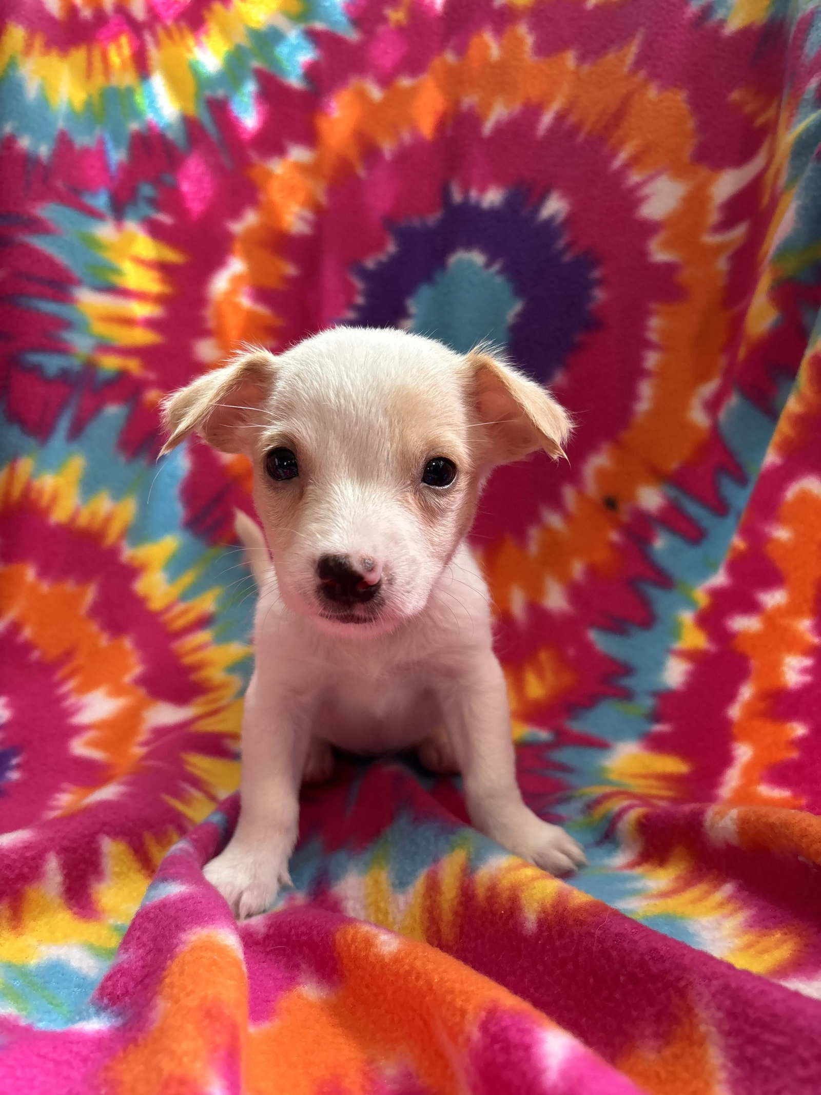 Photo of Dandelion Jul 26 - An Annie Pup