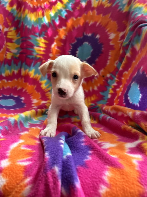 Photo 2 of Dandelion Jul 26 - An Annie Pup