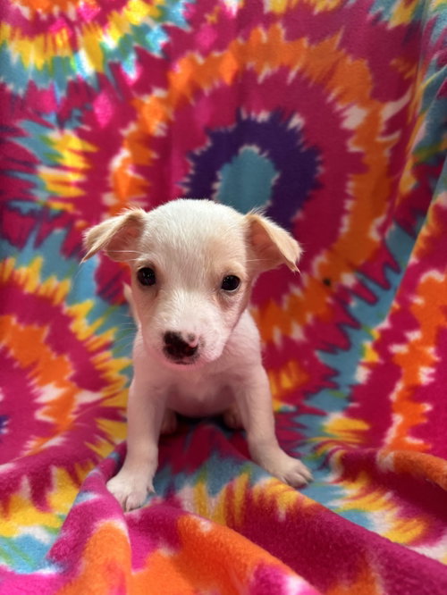 Photo 3 of Dandelion Jul 26 - An Annie Pup