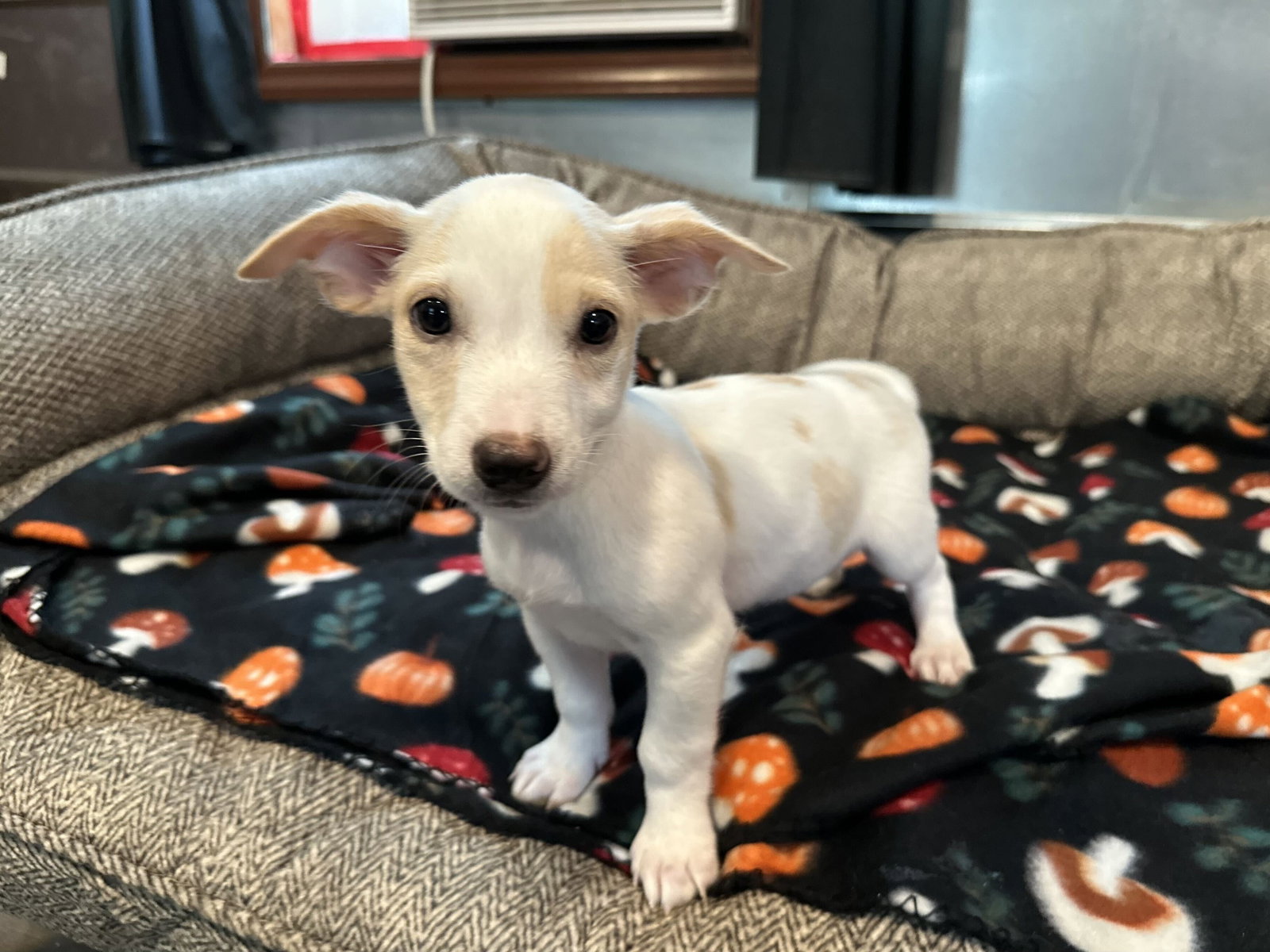 Photo of Dandelion Jul 26 - An Annie Pup