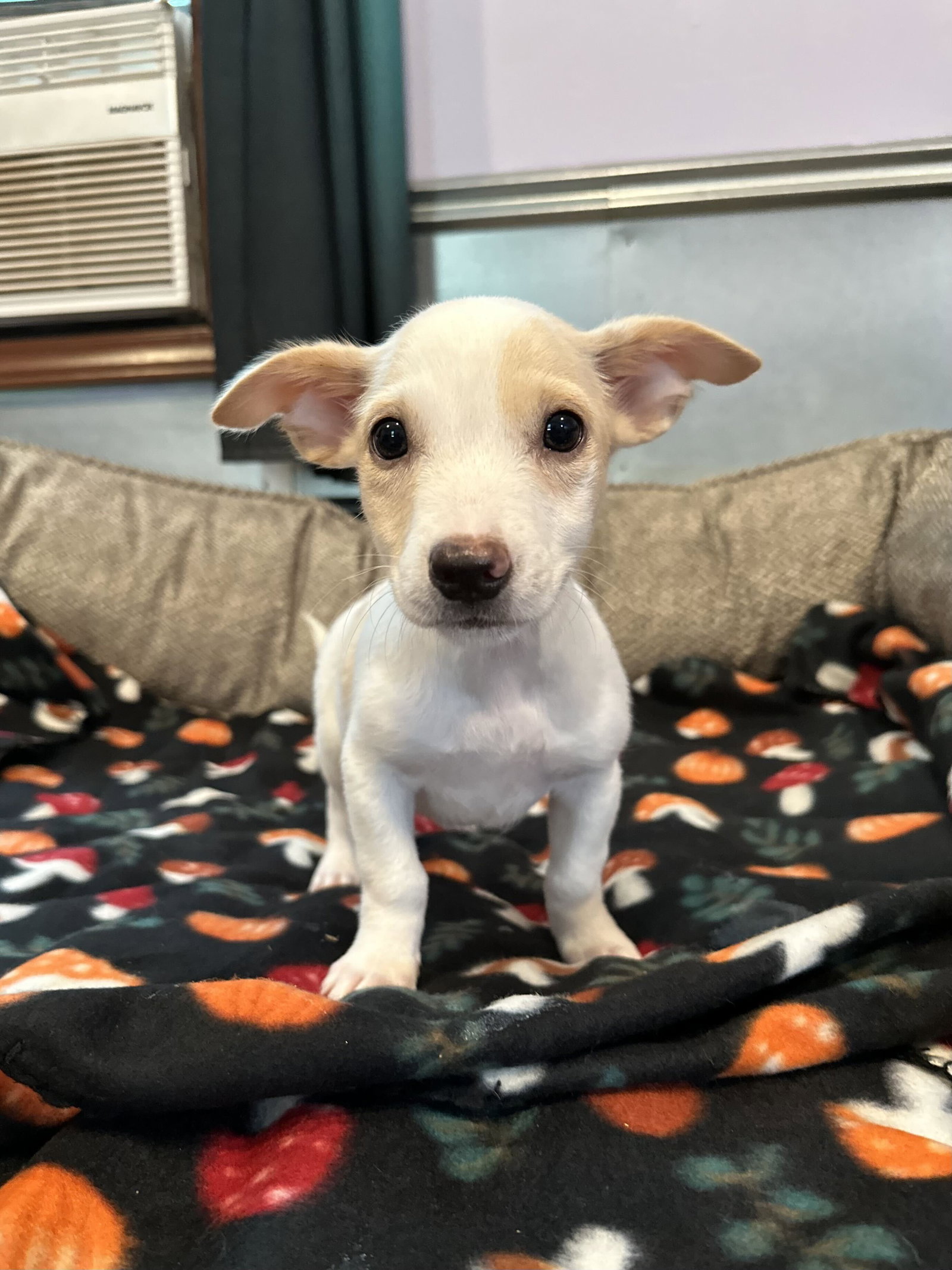 Photo 2 of 7 — Dandelion Jul 26 - An Annie Pup