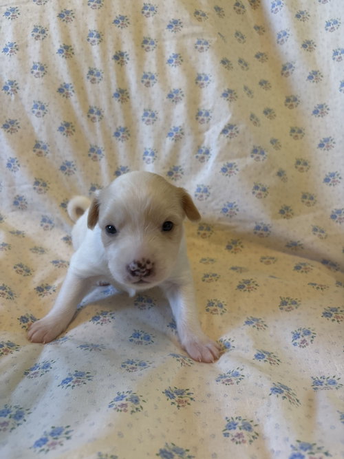 Photo 5 of Matcha Jul 26 - An Annie Pup