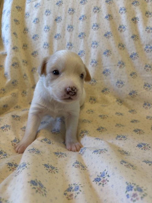 Photo 6 of Matcha Jul 26 - An Annie Pup