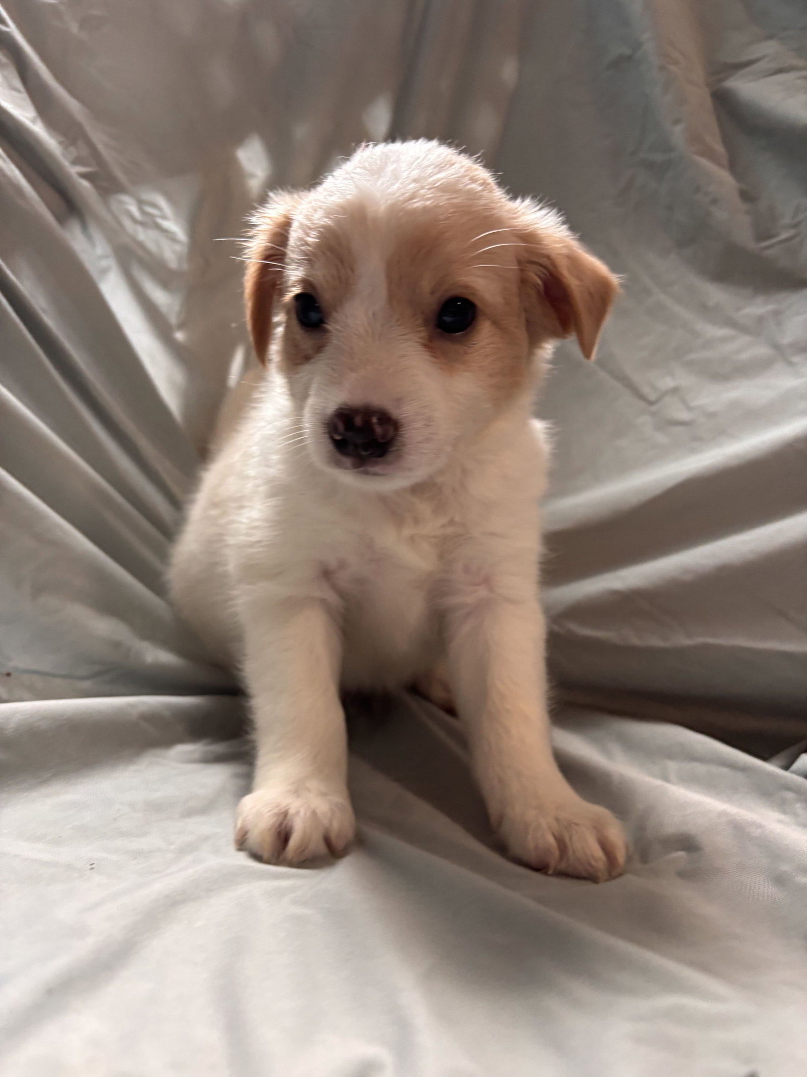 Photo of Matcha Jul 26 - An Annie Pup