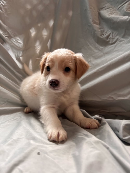 Photo 3 of Matcha Jul 26 - An Annie Pup