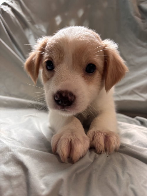 Photo 2 of Matcha Jul 26 - An Annie Pup