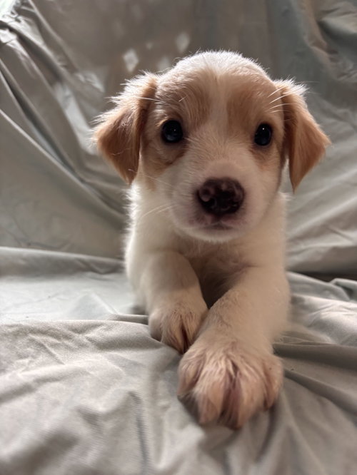 Photo 4 of Matcha Jul 26 - An Annie Pup