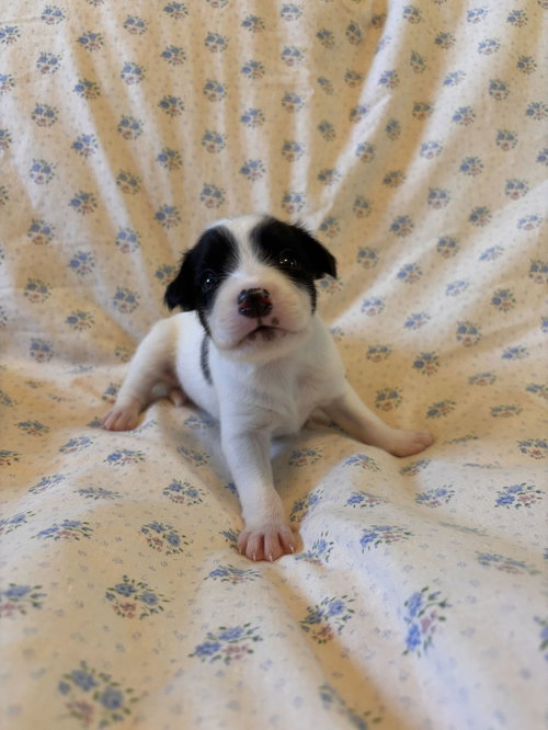 Photo 4 of Earl Jul 26 - An Annie Pup