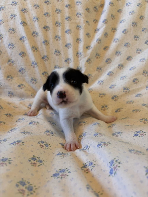 Photo 5 of Earl Jul 26 - An Annie Pup