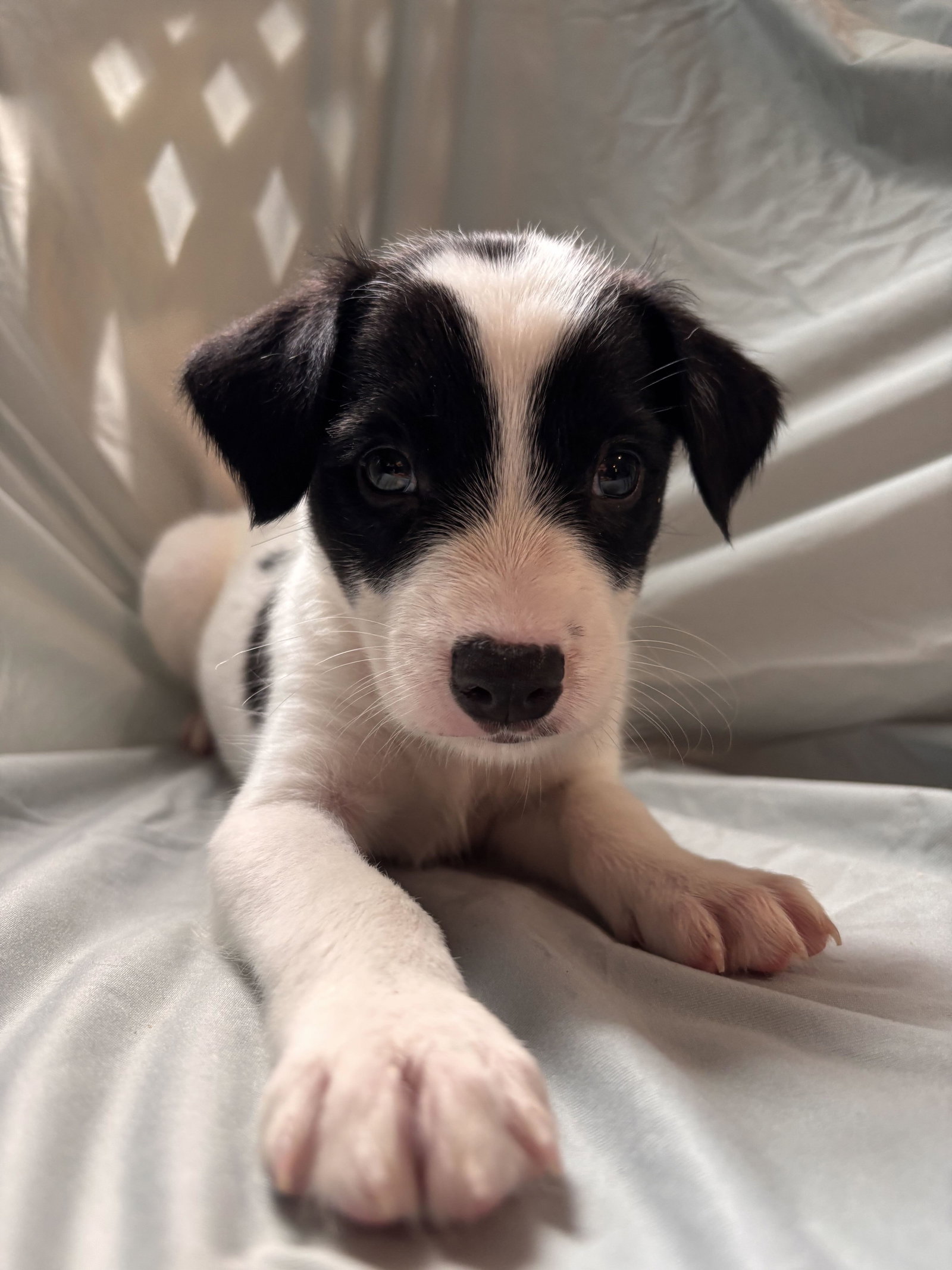 Photo of Earl Jul 26 - An Annie Pup
