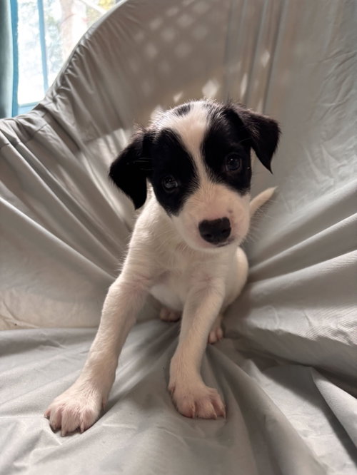 Photo 2 of Earl Jul 26 - An Annie Pup