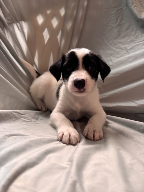 Photo 3 of Earl Jul 26 - An Annie Pup