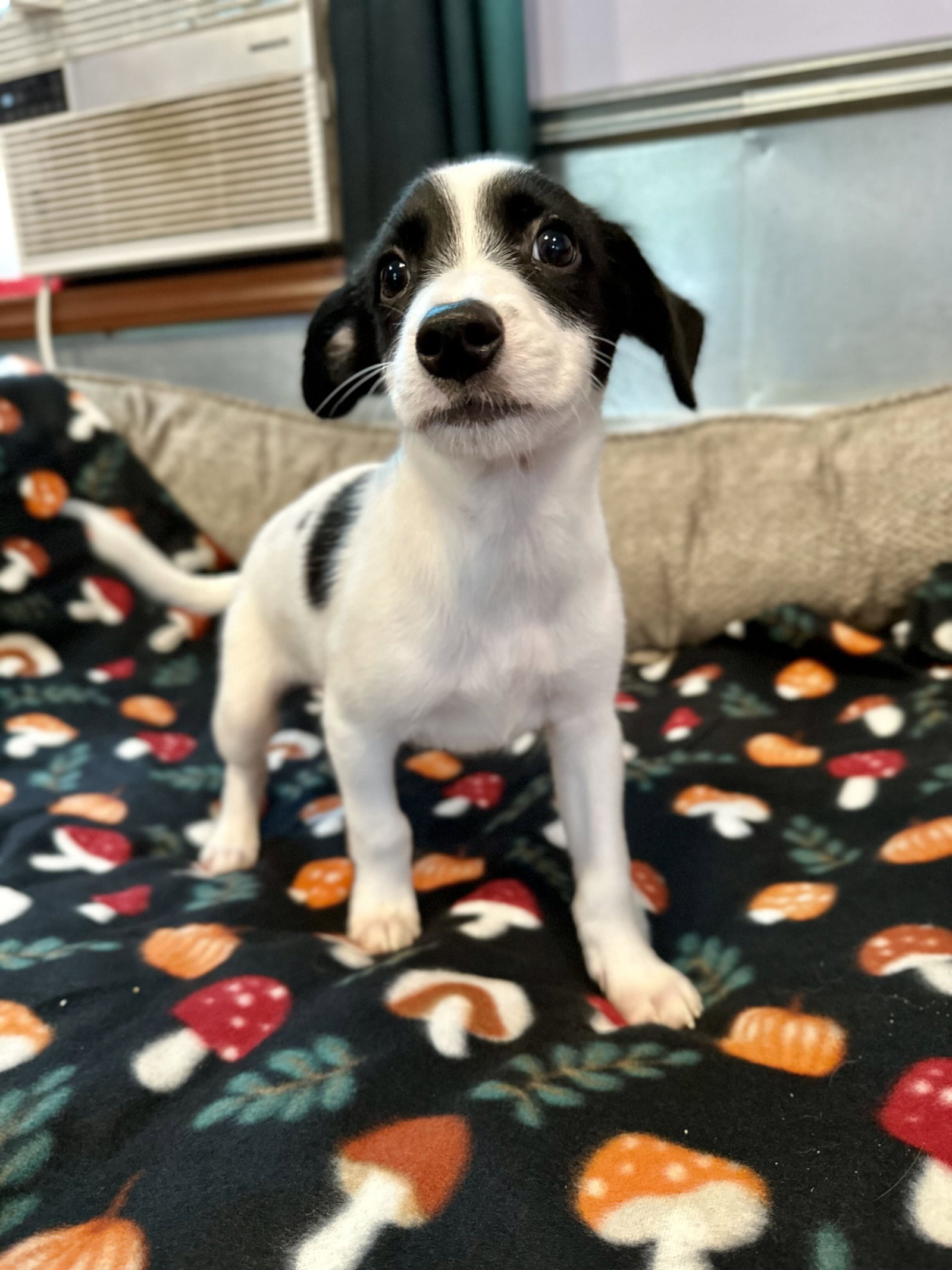 Photo of Earl Jul 26 - An Annie Pup