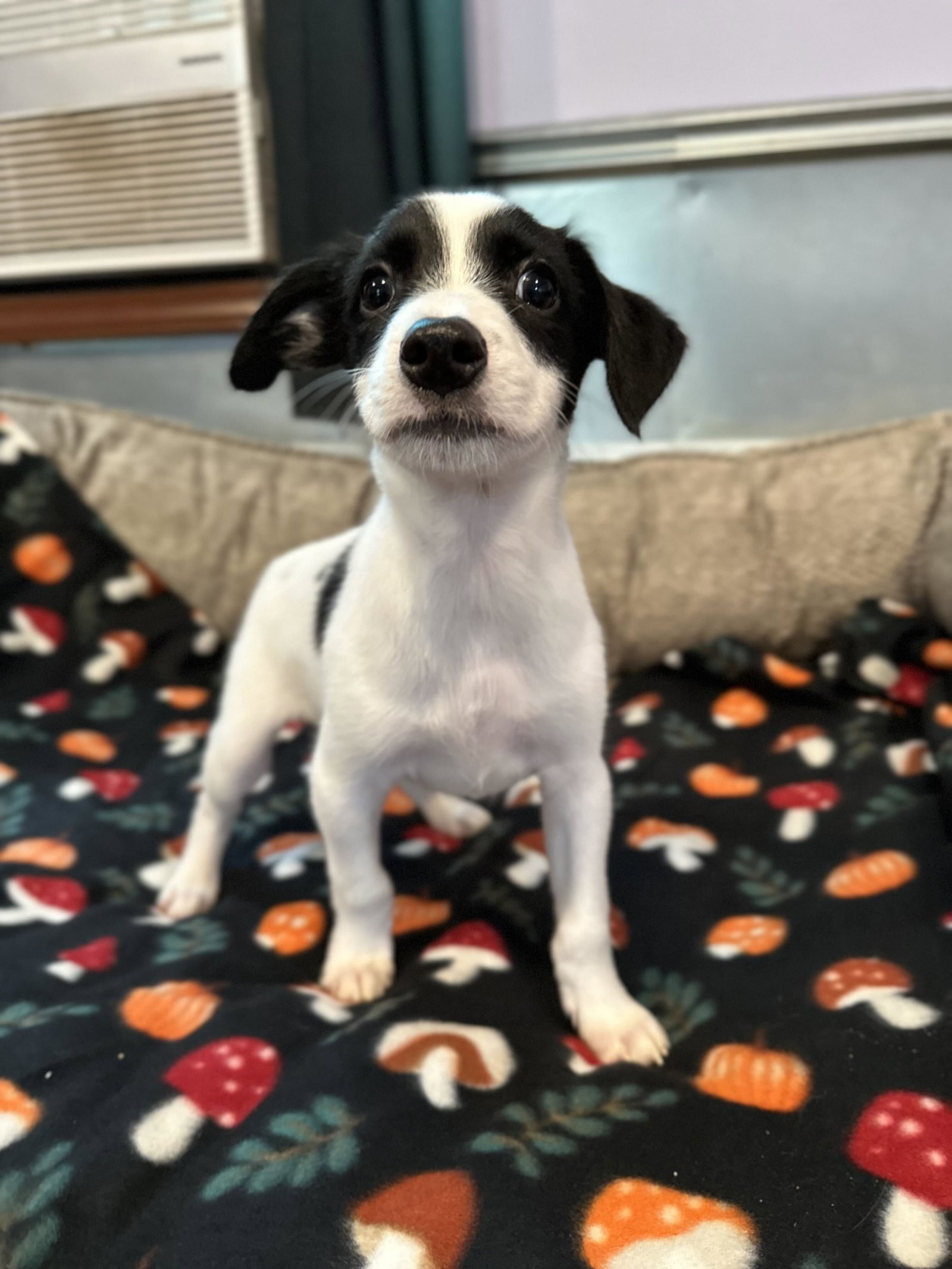 Photo 2 of 7 — Earl Jul 26 - An Annie Pup