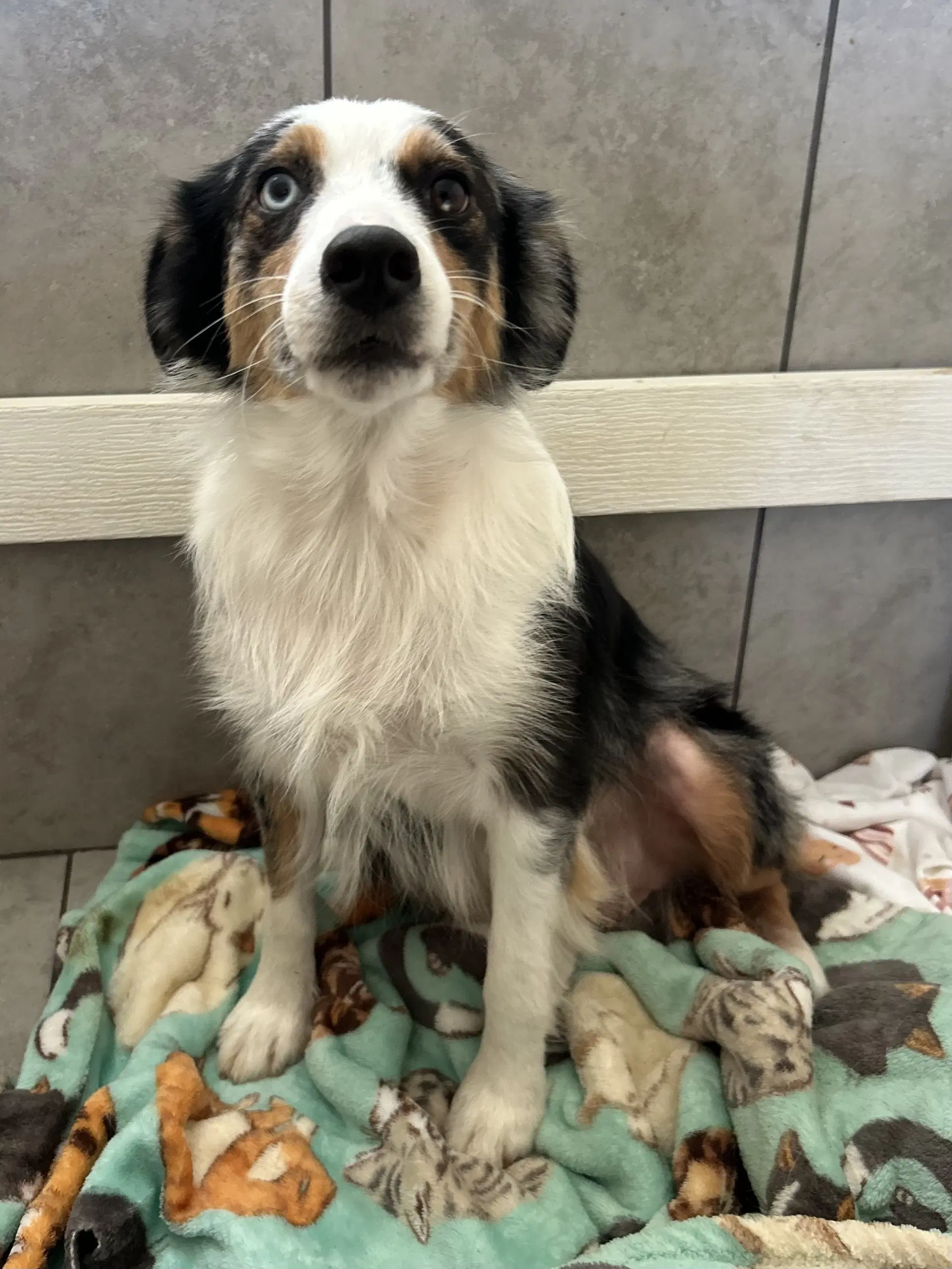 Daisy Aug - Australian Shepherd