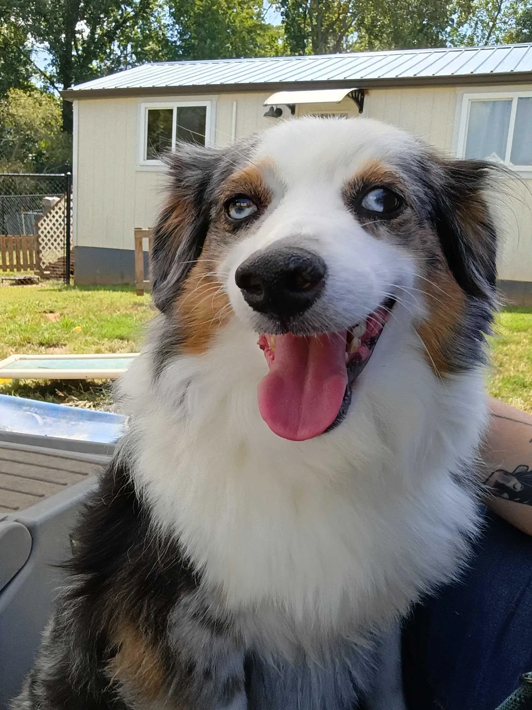 Chloe Aug - Australian Shepherd