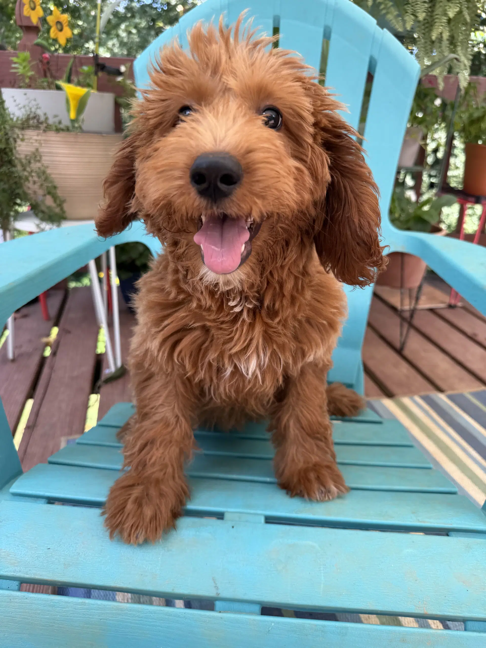 Adrian Aug - Poodle (Miniature)