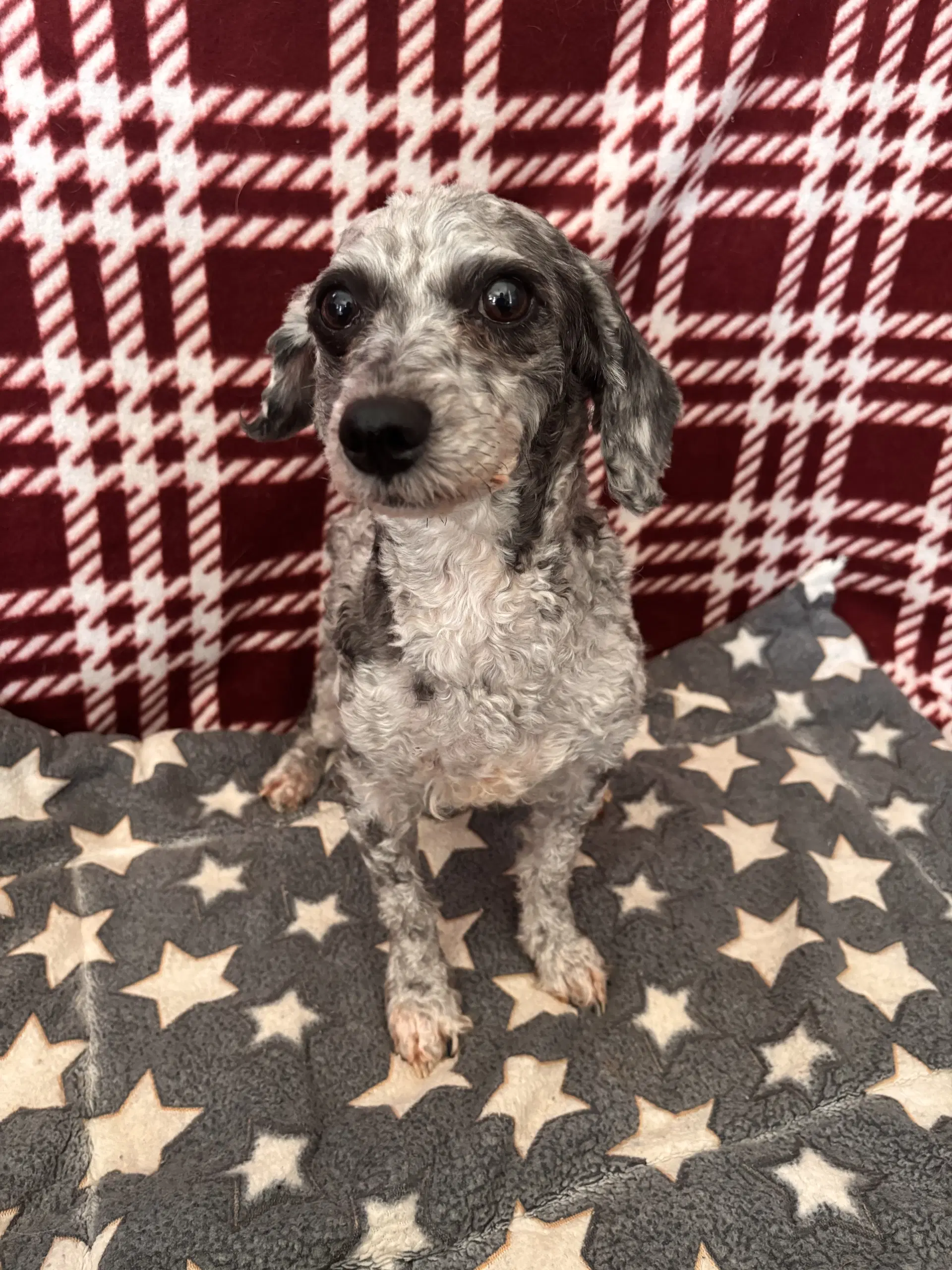 Iris Aug - Poodle (Toy)