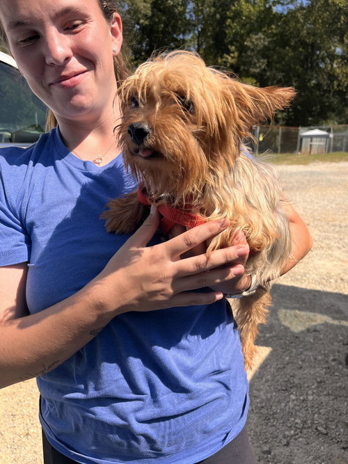 Stalone Aug 26, a dog for adoption from Carolina Poodle Rescue