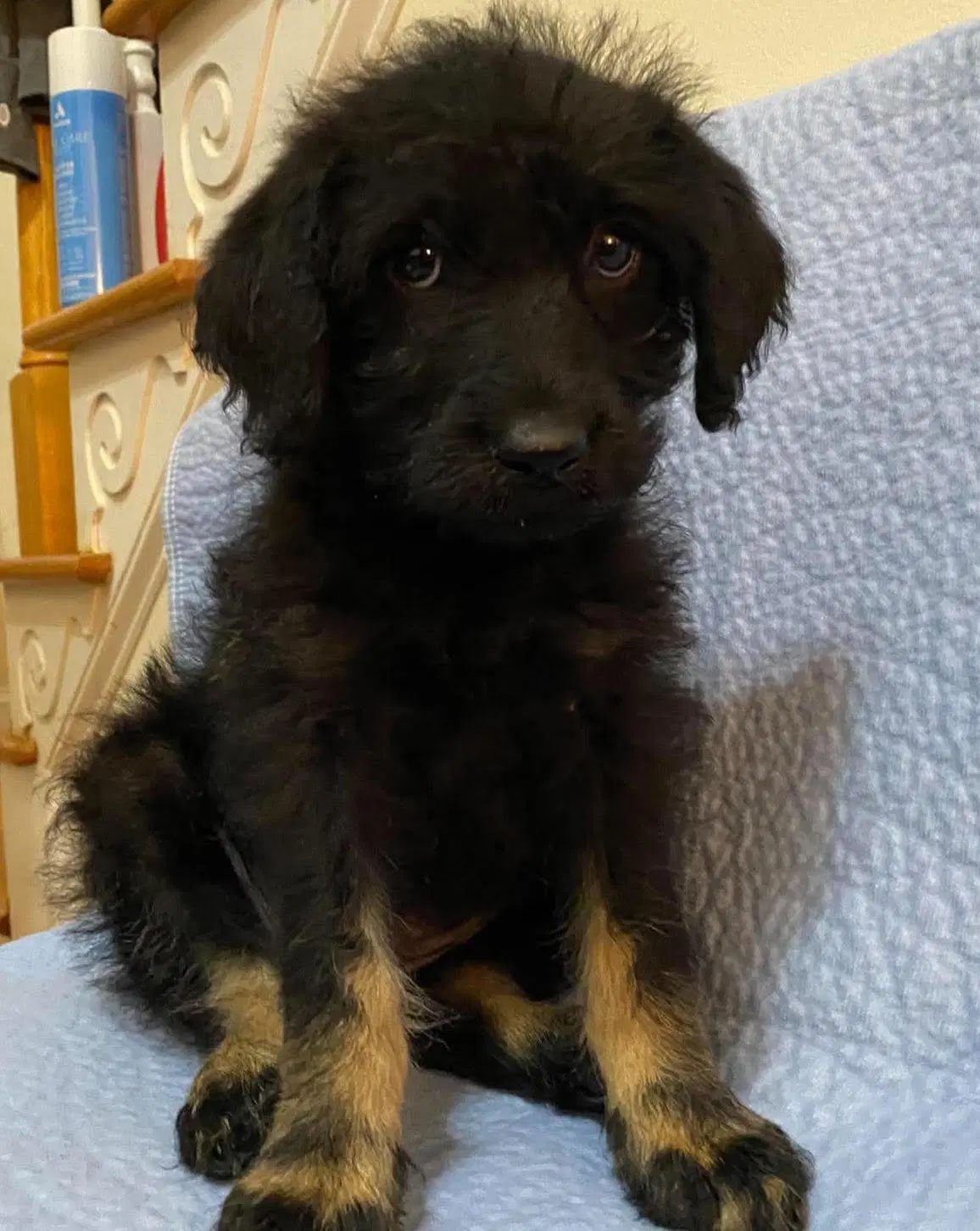 Sabrina Sep - Poodle (Standard)