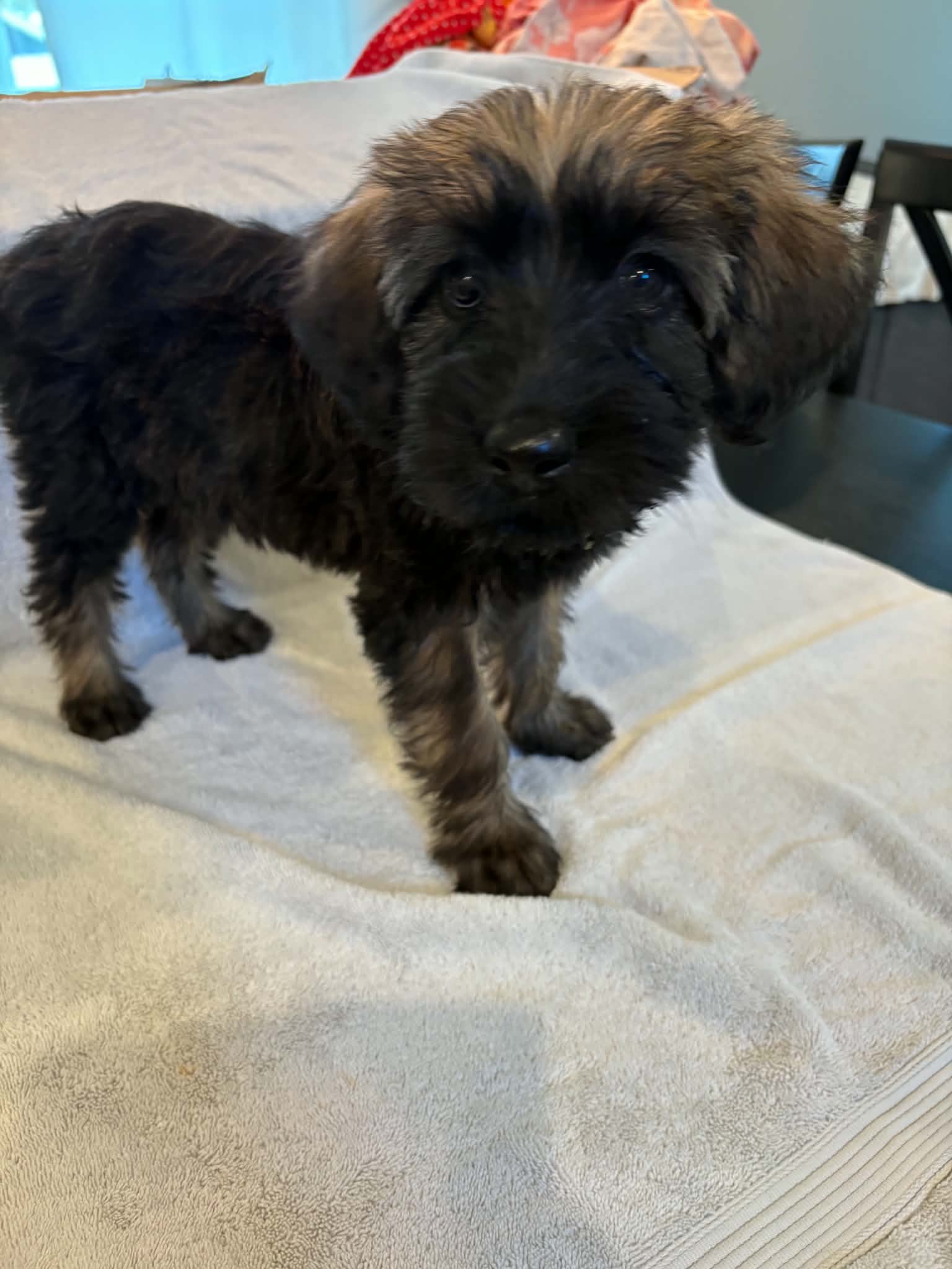 Photo of Claire Sep 26 - In Foster in Greensboro, NC