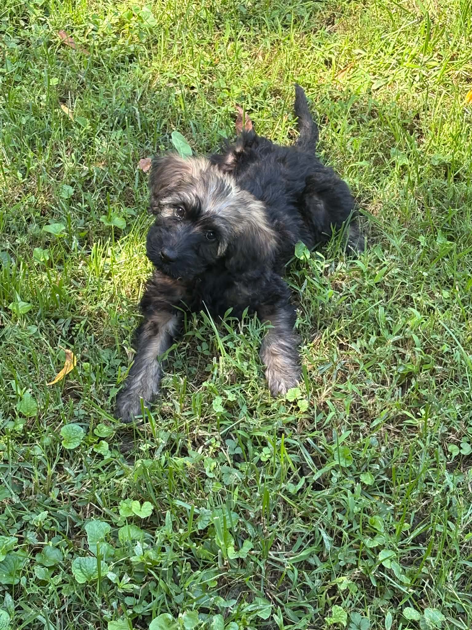 Photo 1 of 6 — Claire Sep 26 - In Foster in Greensboro, NC