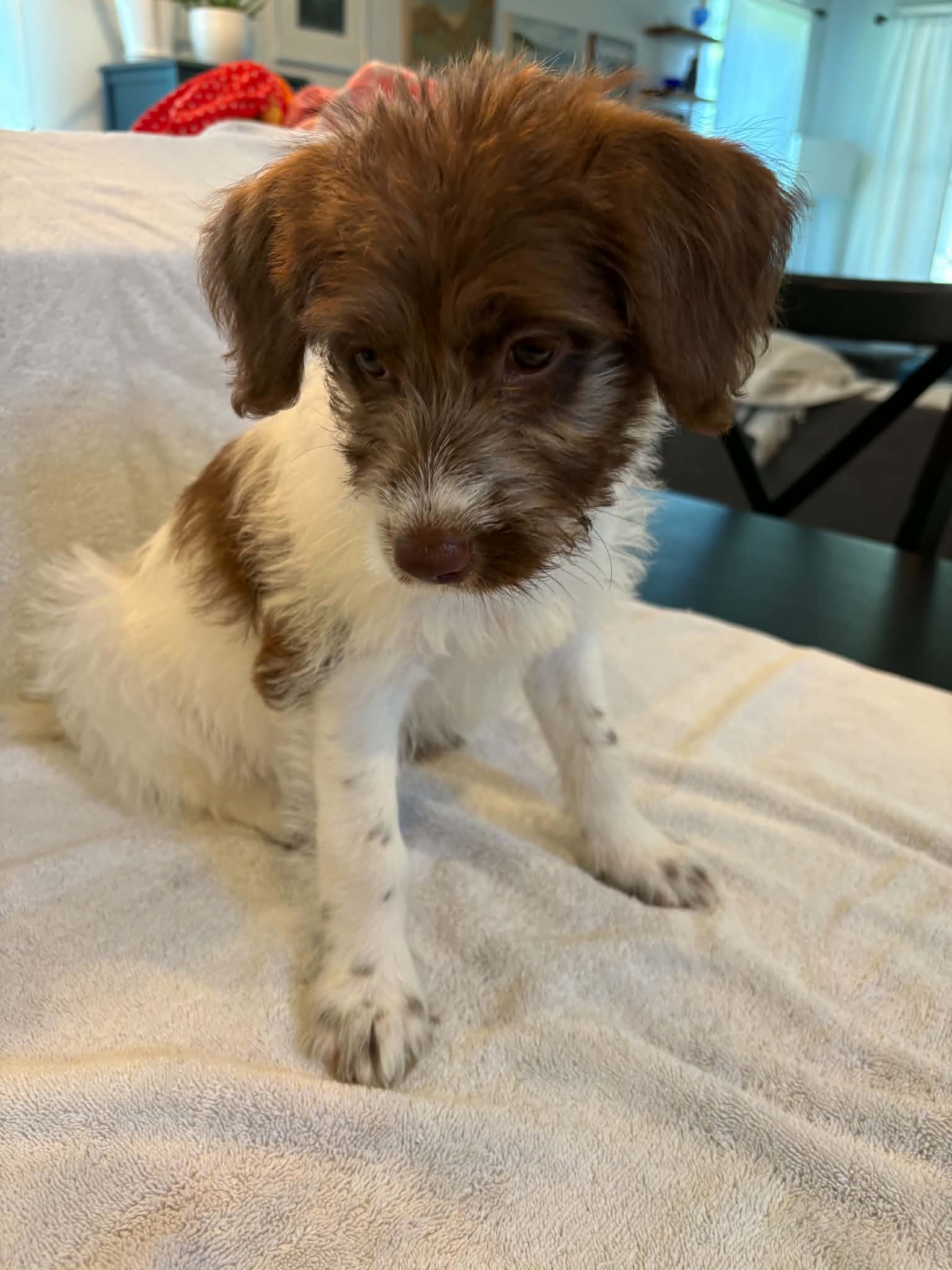 Photo 3 of 5 — Julia Sep 26 - In Foster in Greensboro, NC