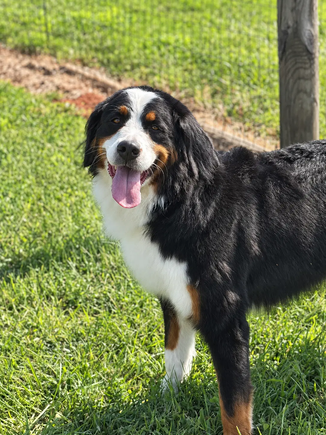 Oreo Sep - Bernese Mountain Dog