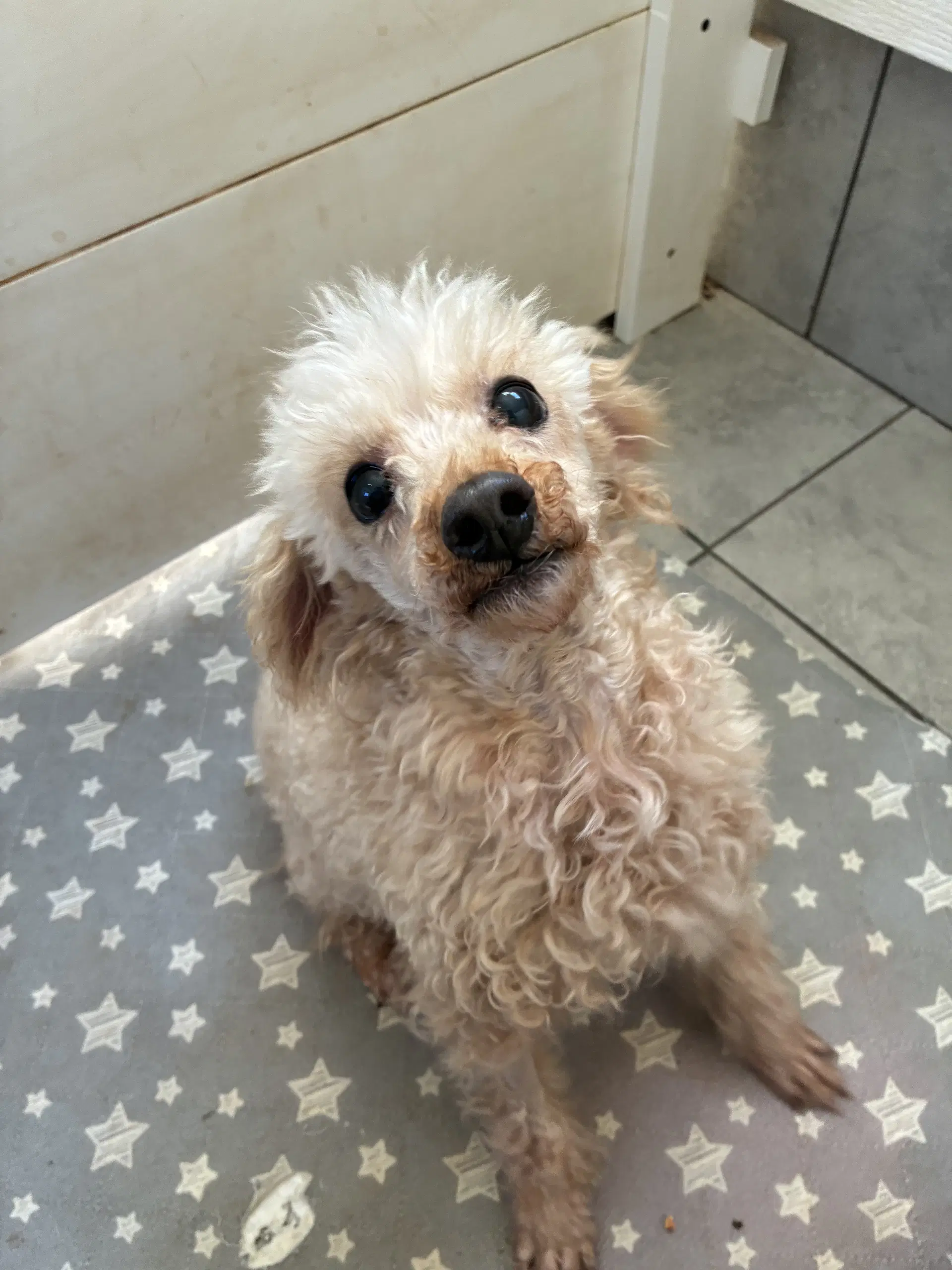 Little Buddy Sep - Poodle (Miniature)