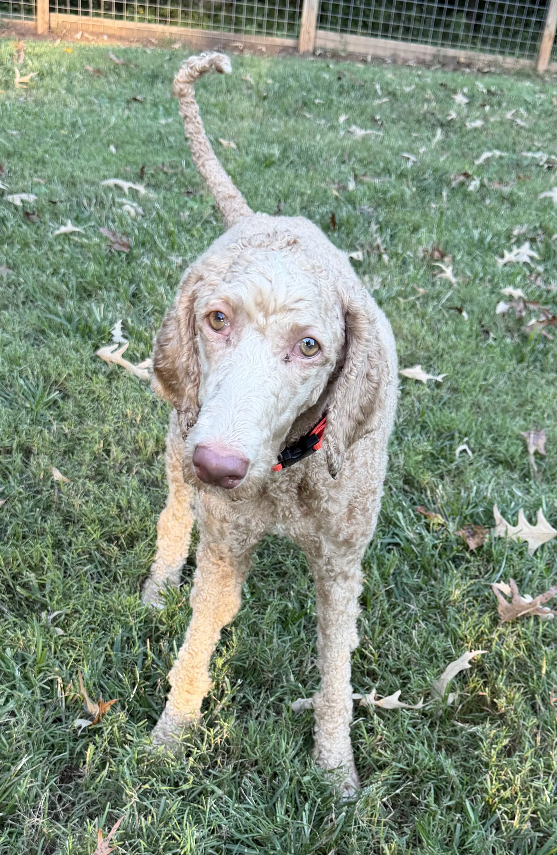 Dolly Sep - Poodle (Standard)
