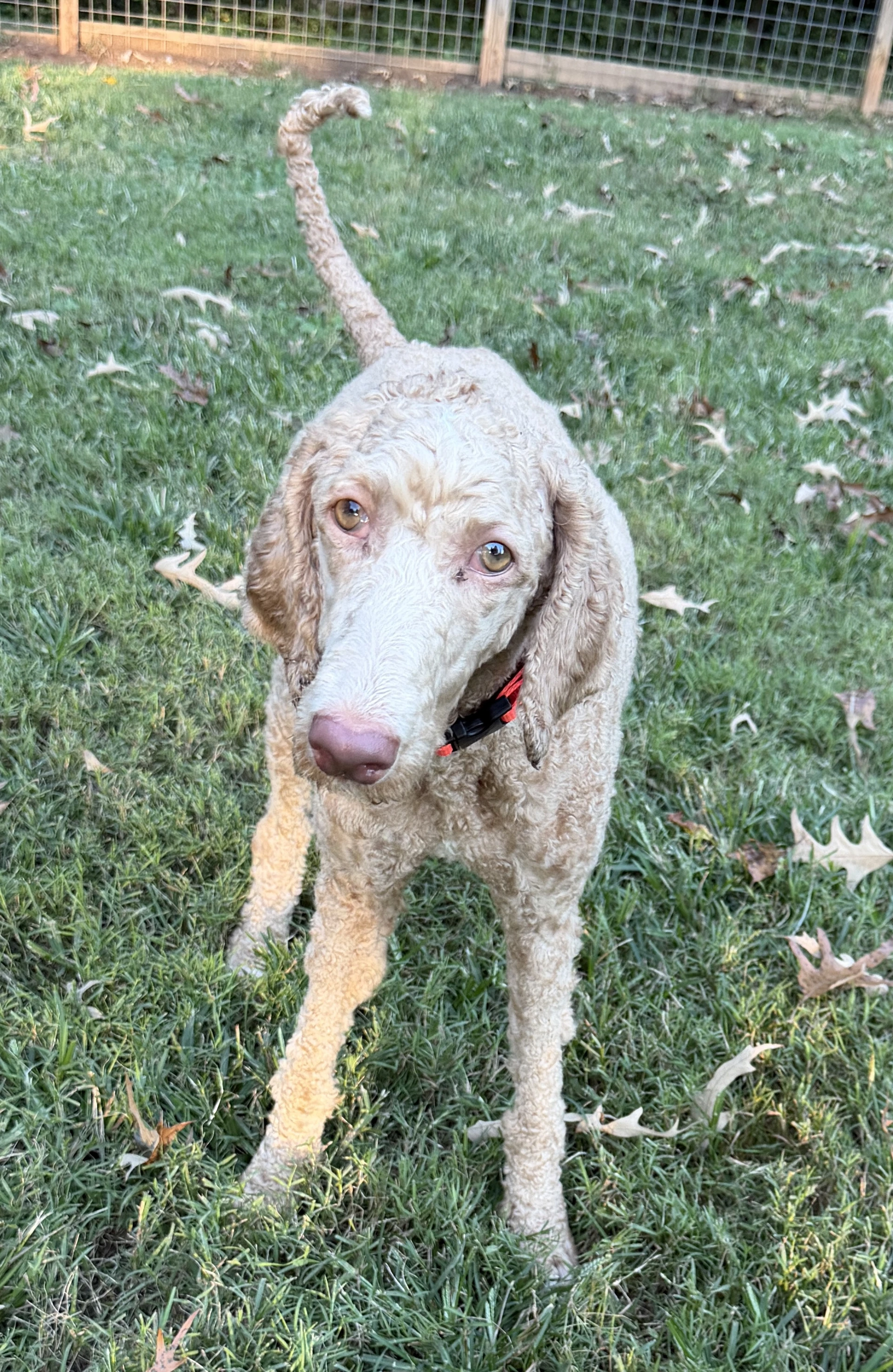Dolly Sep