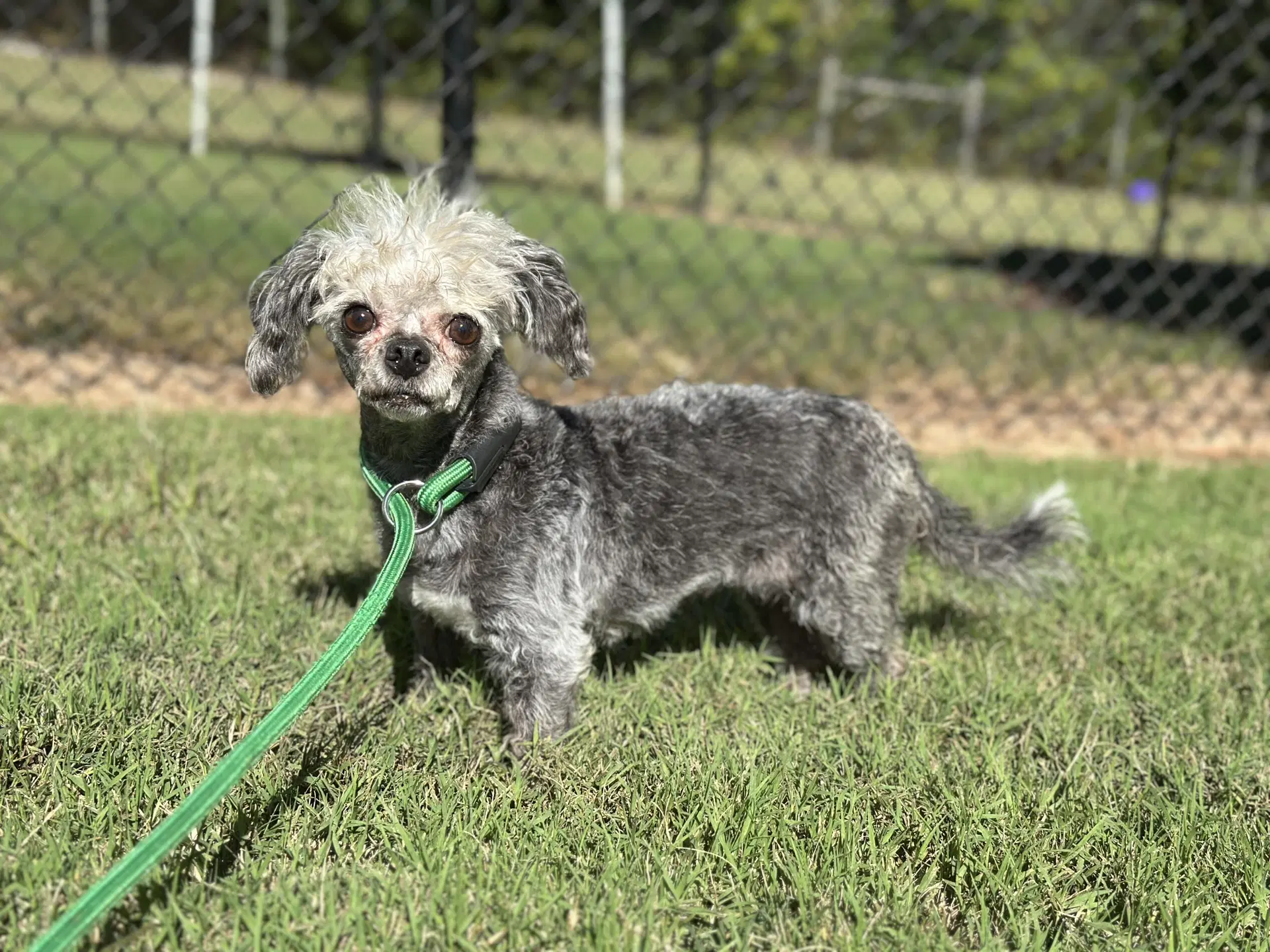 Lil Dolly Sep - Poodle (unknown type)