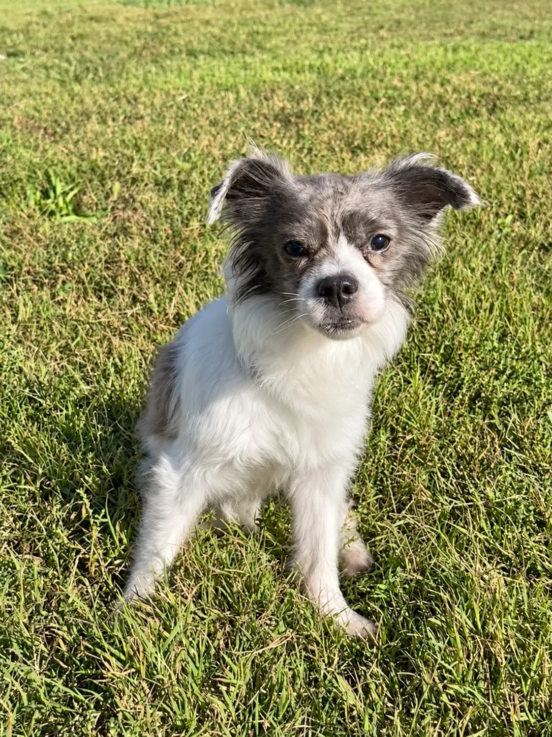 Allie Sep - Terrier