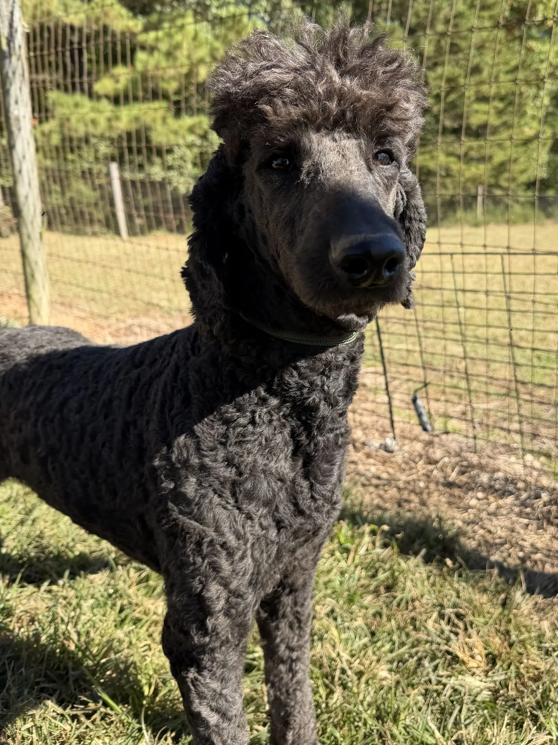 Gigi Sep - Poodle (Standard)