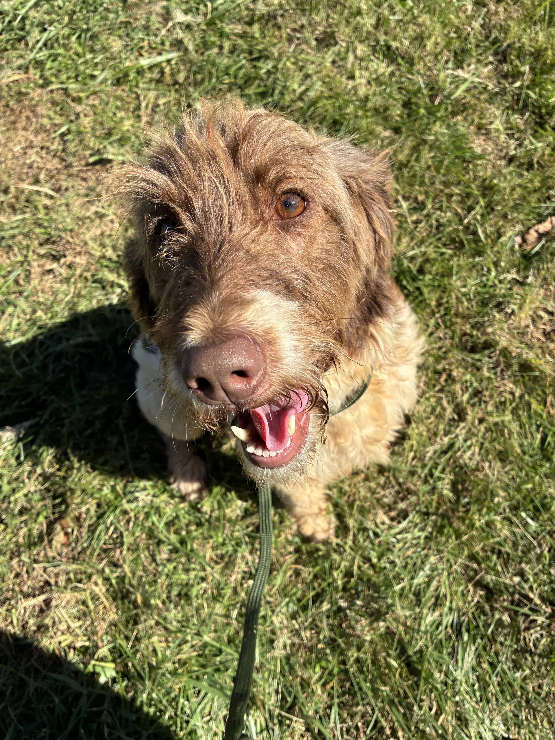 Natasha Sep - Poodle (Standard)