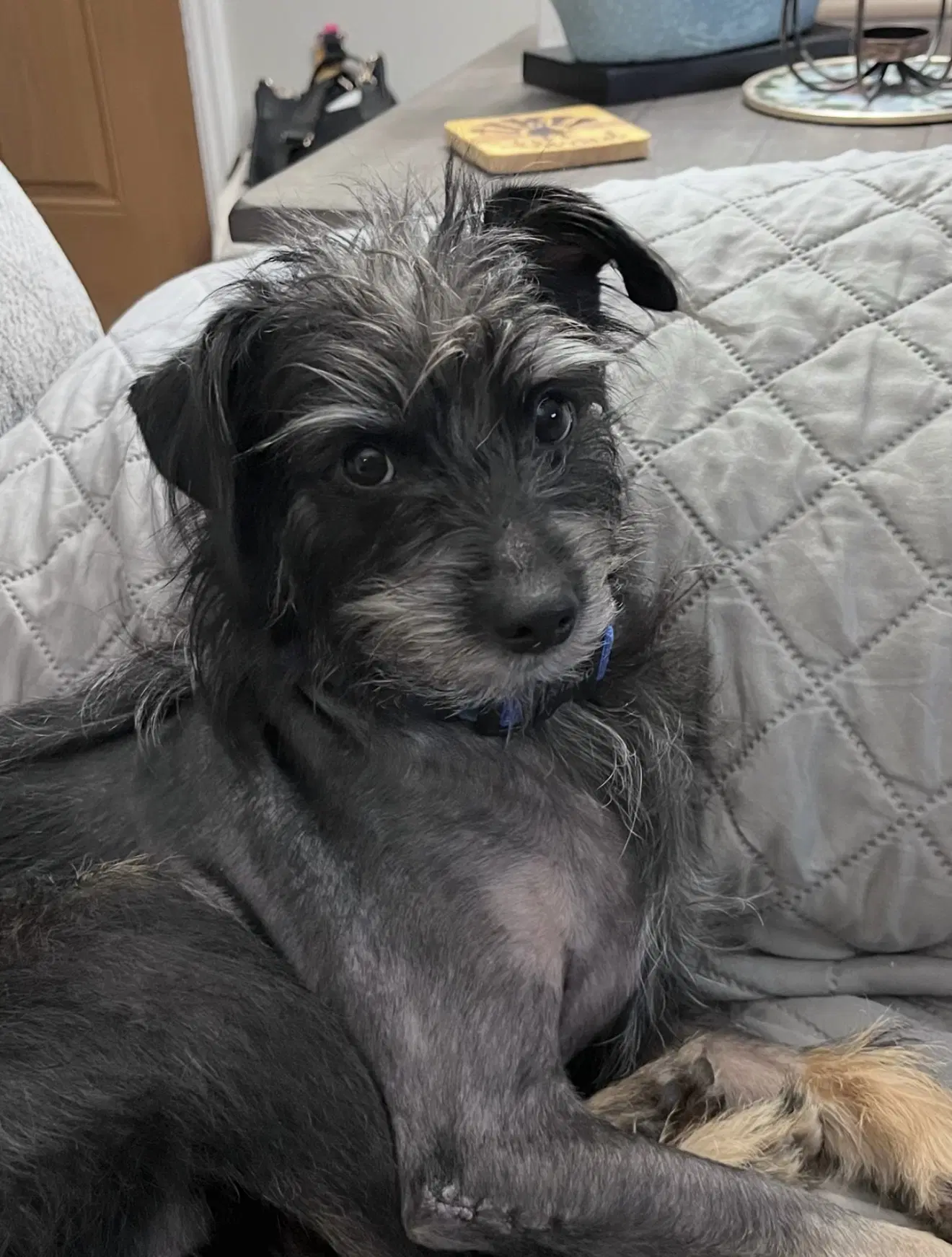 Sabbath Oct  In Foster Care In Lexington Sc - Terrier