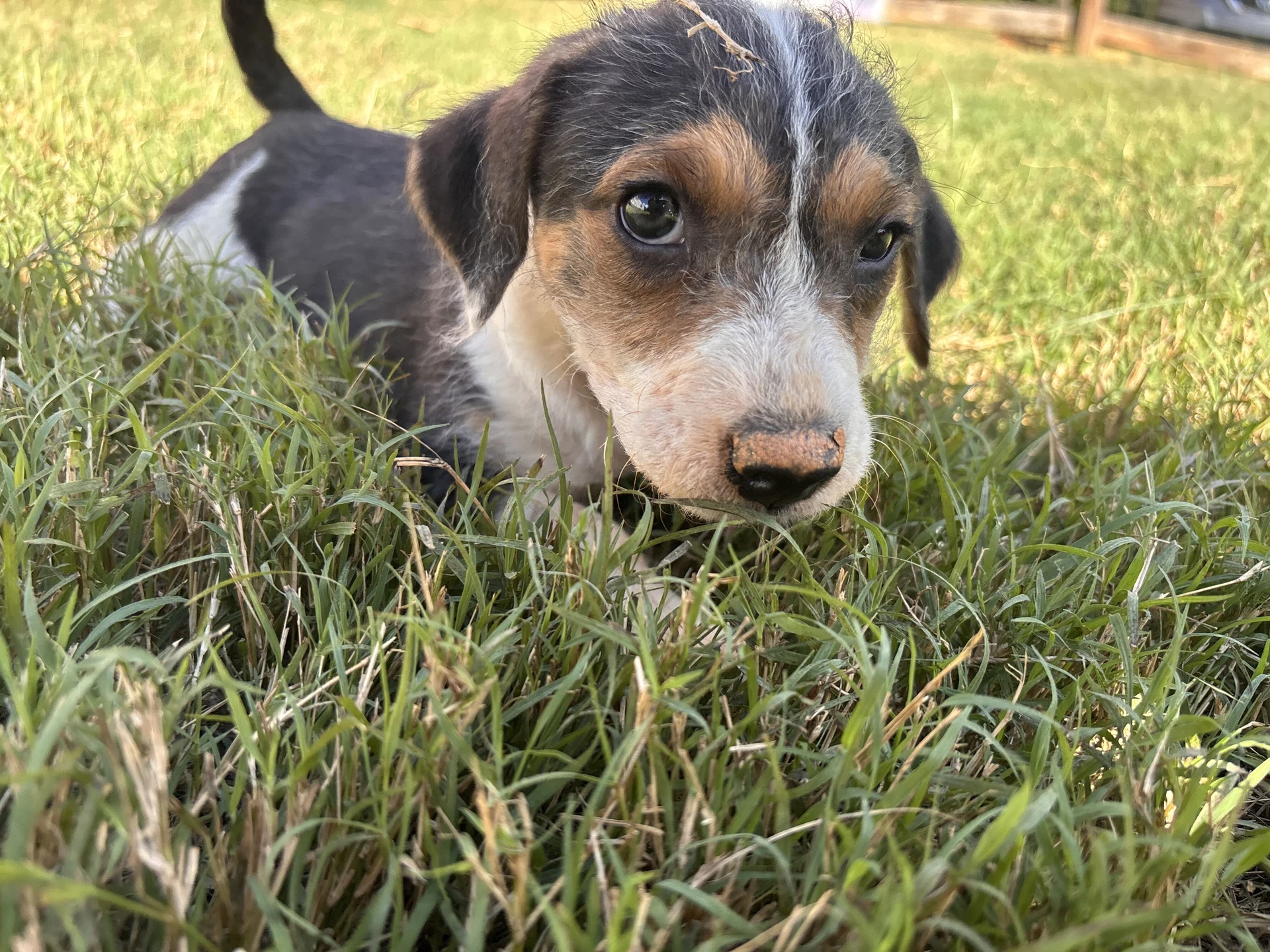 Frappuccino Aug  - A Sandy Pup