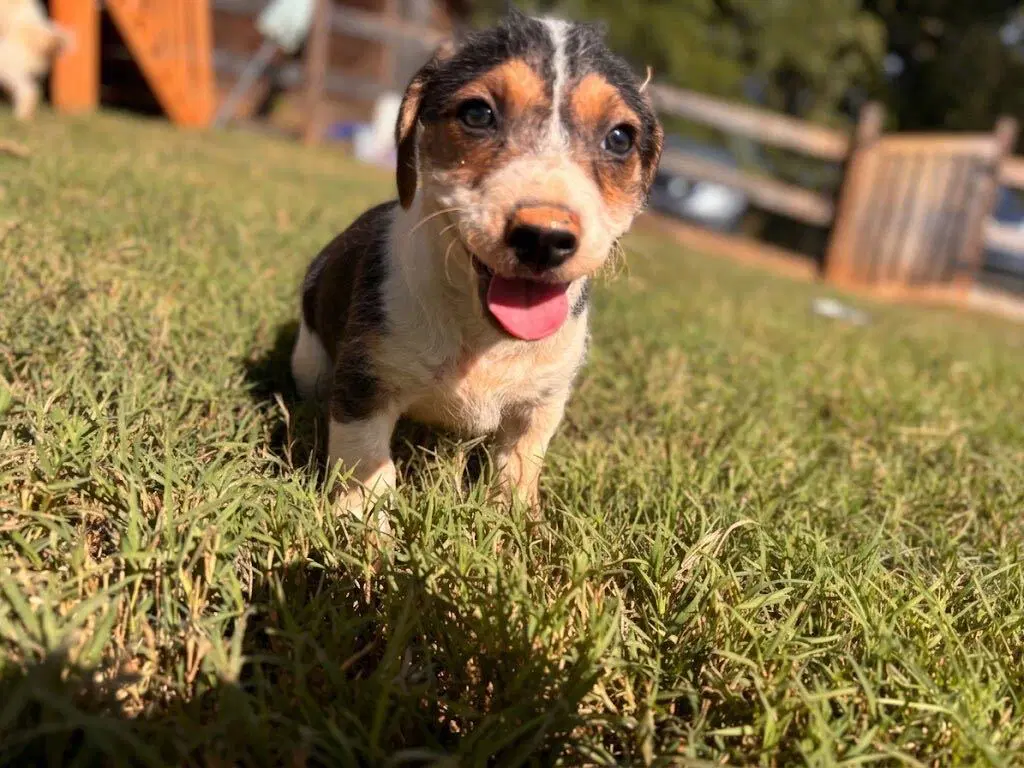 Frappuccino Aug  - A Sandy Pup image 2