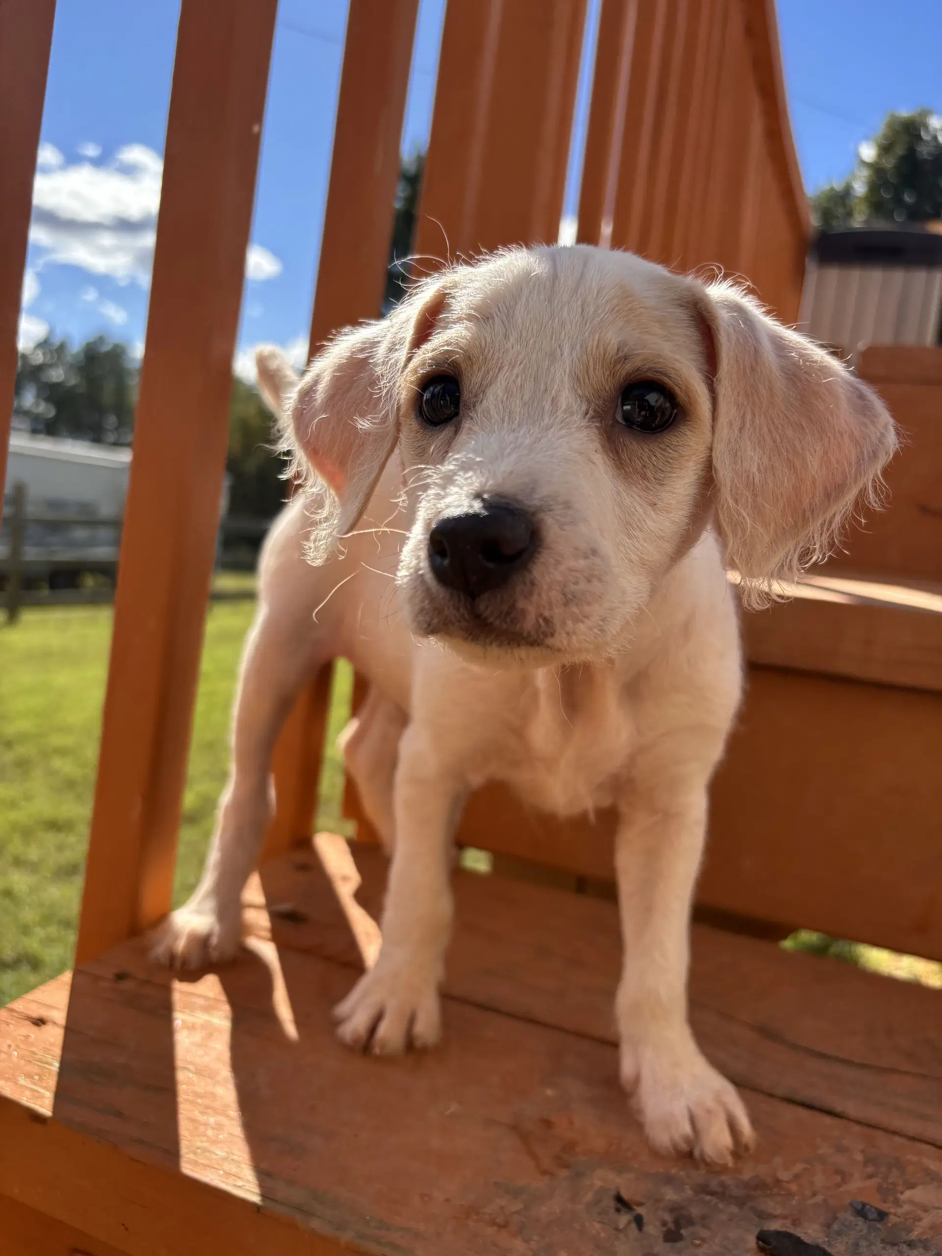 Latte Aug  - A Sandy Pup - Terrier